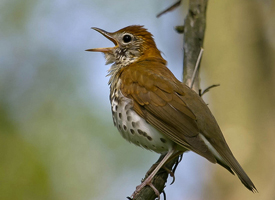 Wood Thrush