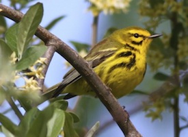 Prairie Warbler