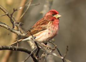 Purple Finch