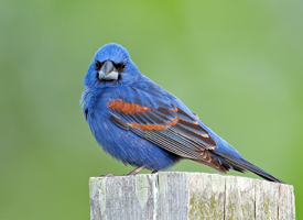 Blue Grosbeak