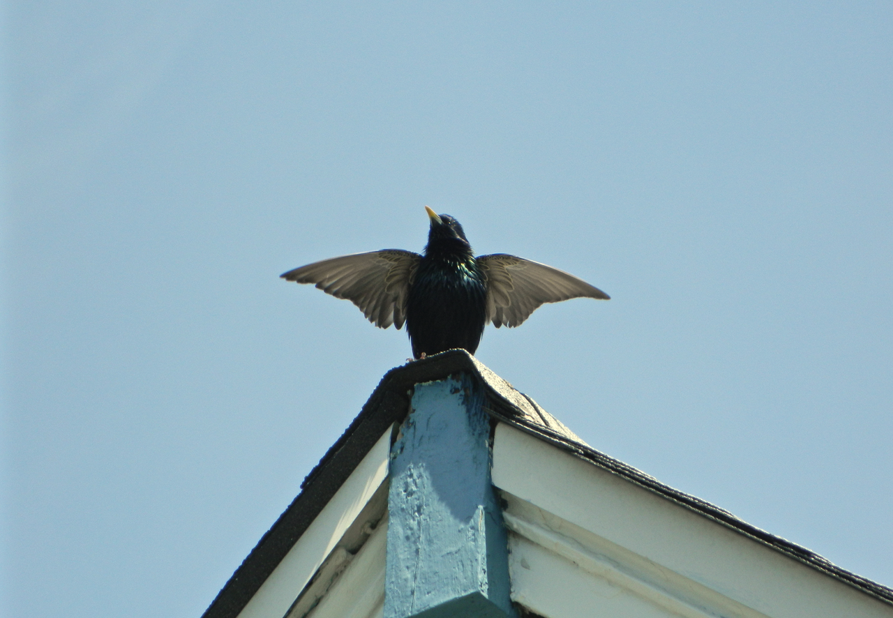 European Starling photo by Toribird