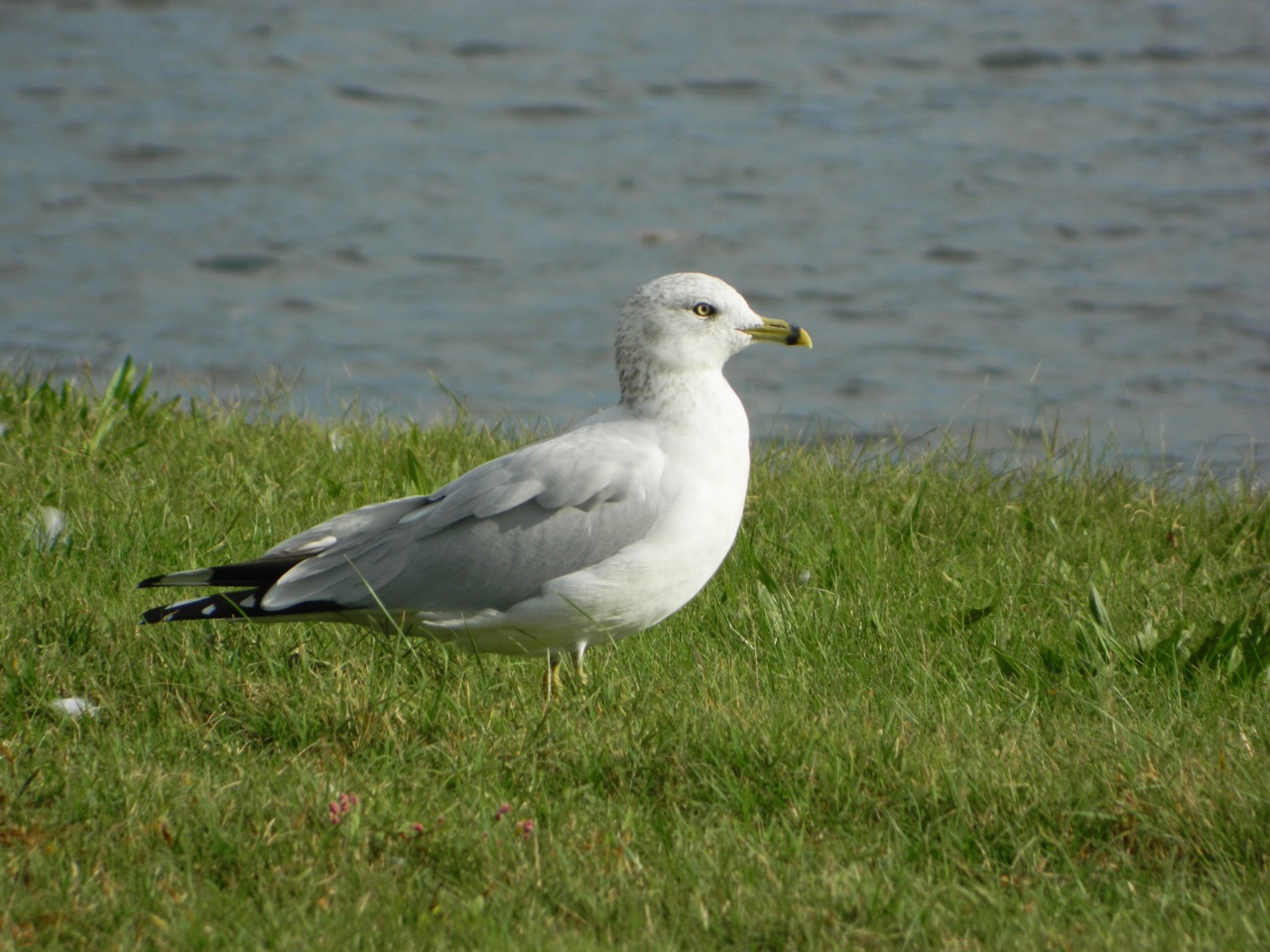 Ring-billed Gull photo by Toribird