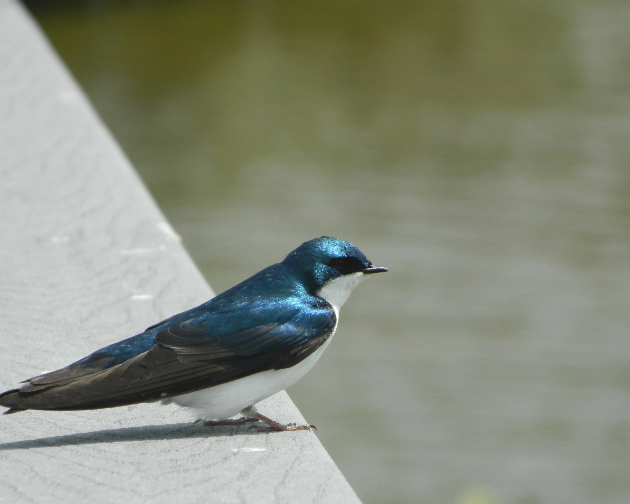Tree Swallow photo by Toribird