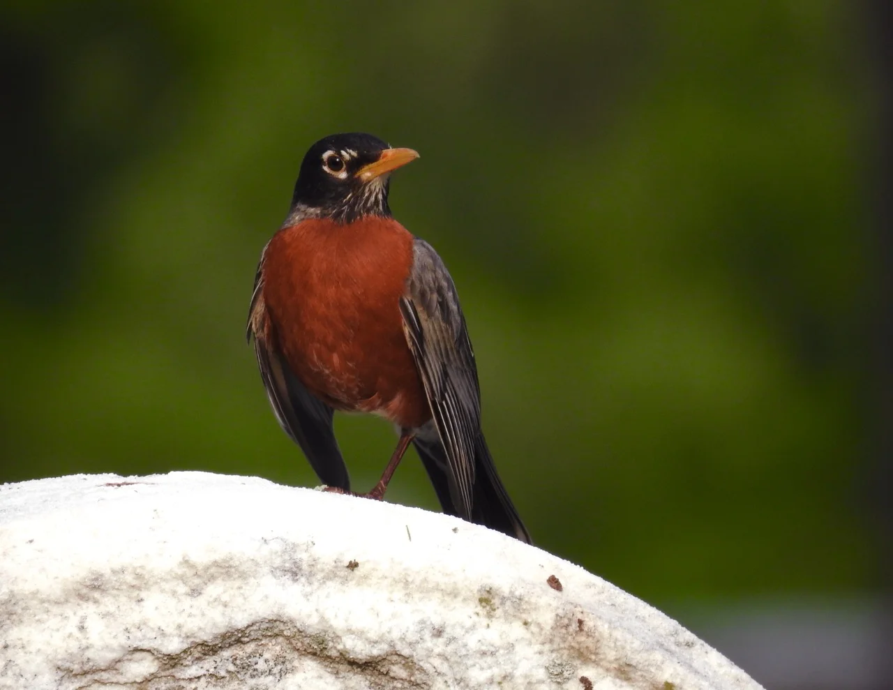 American Robin resting its wings on a headstone at The Woodlands. Photo by Toribird. 