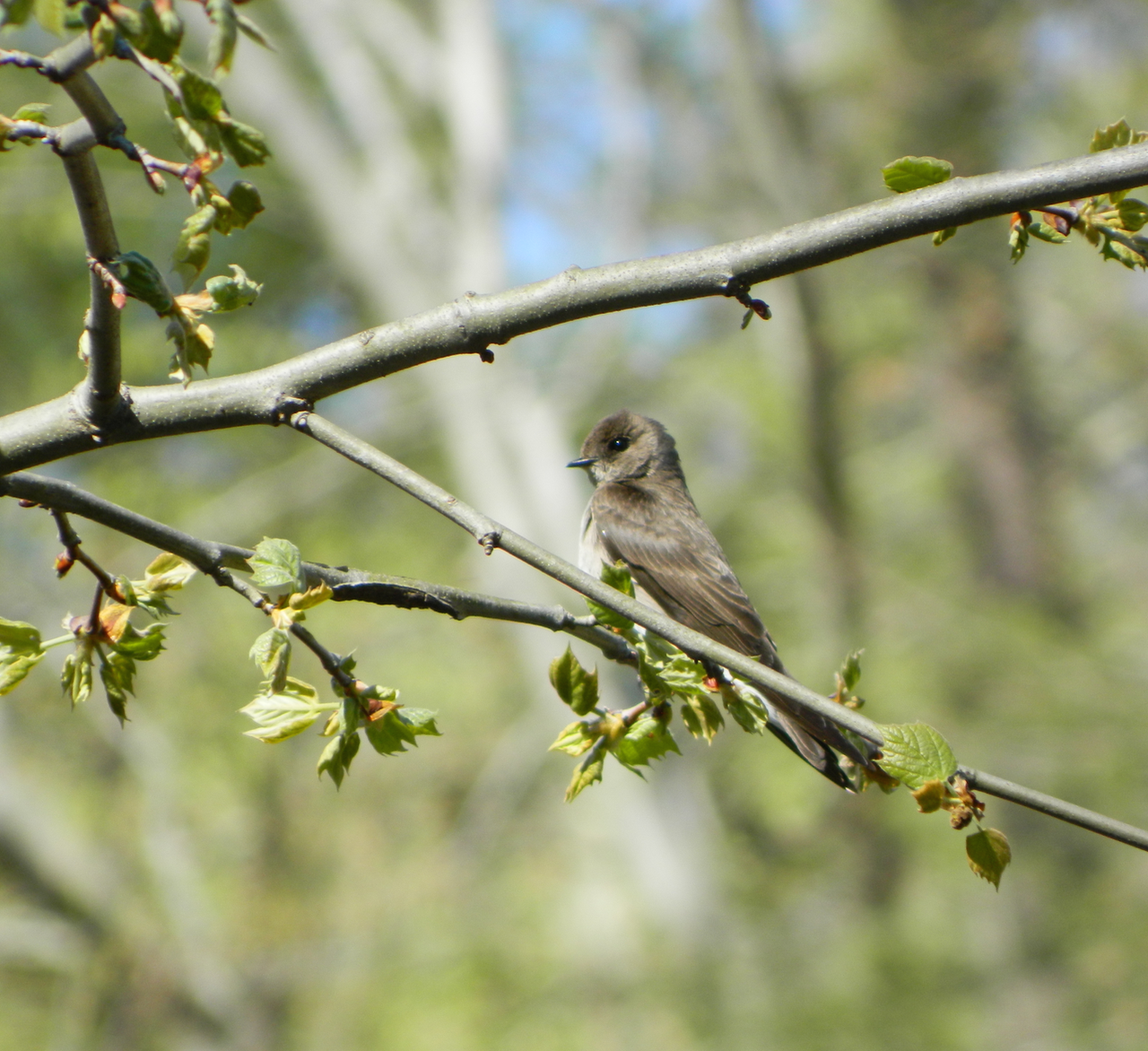 Northern Rough-winged Swallow, a summer resident of The Woodlands. Photo by Toribird.