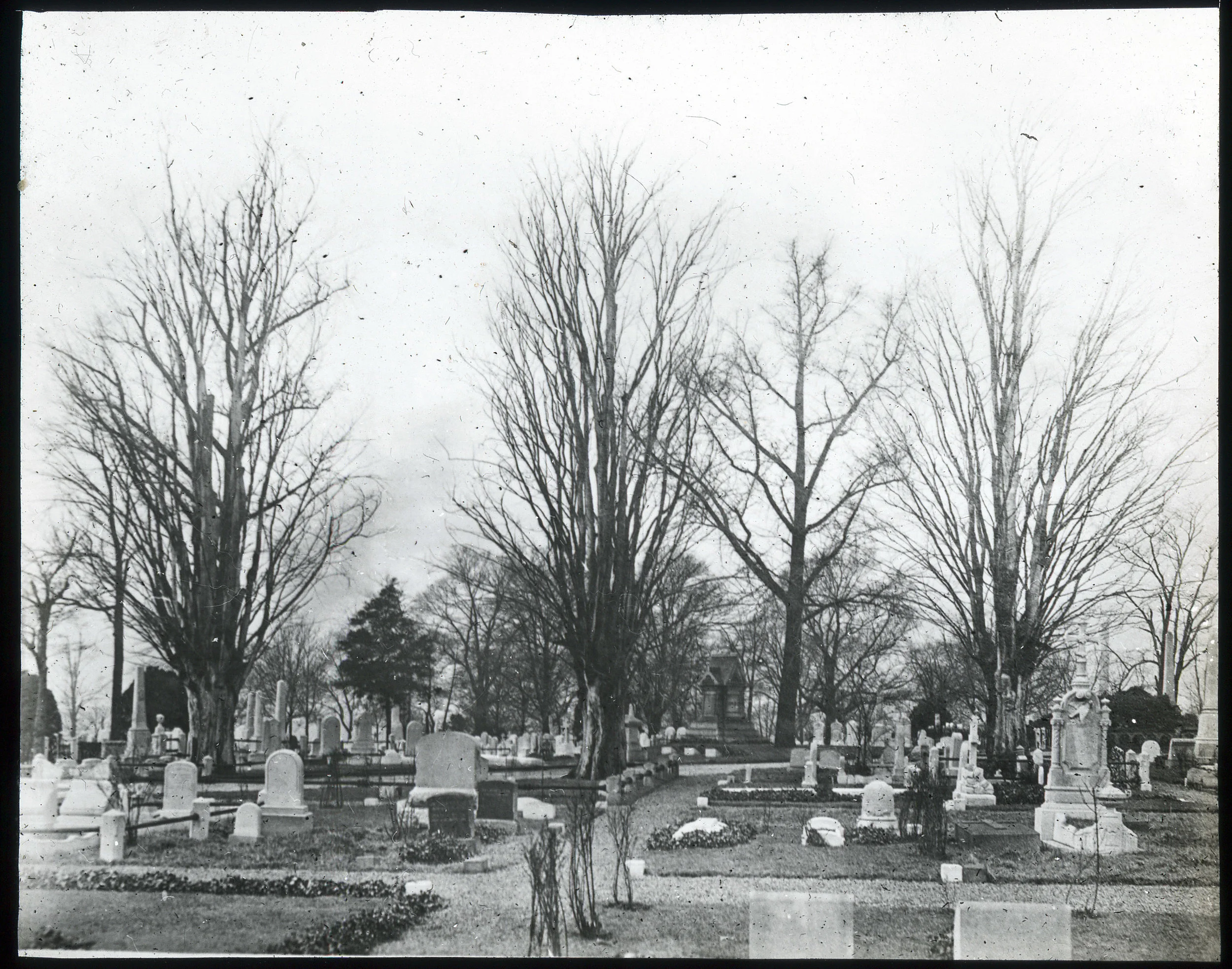 Woodlands-Zelkovas & Ginkgo ca. 4-1920 (1).jpg