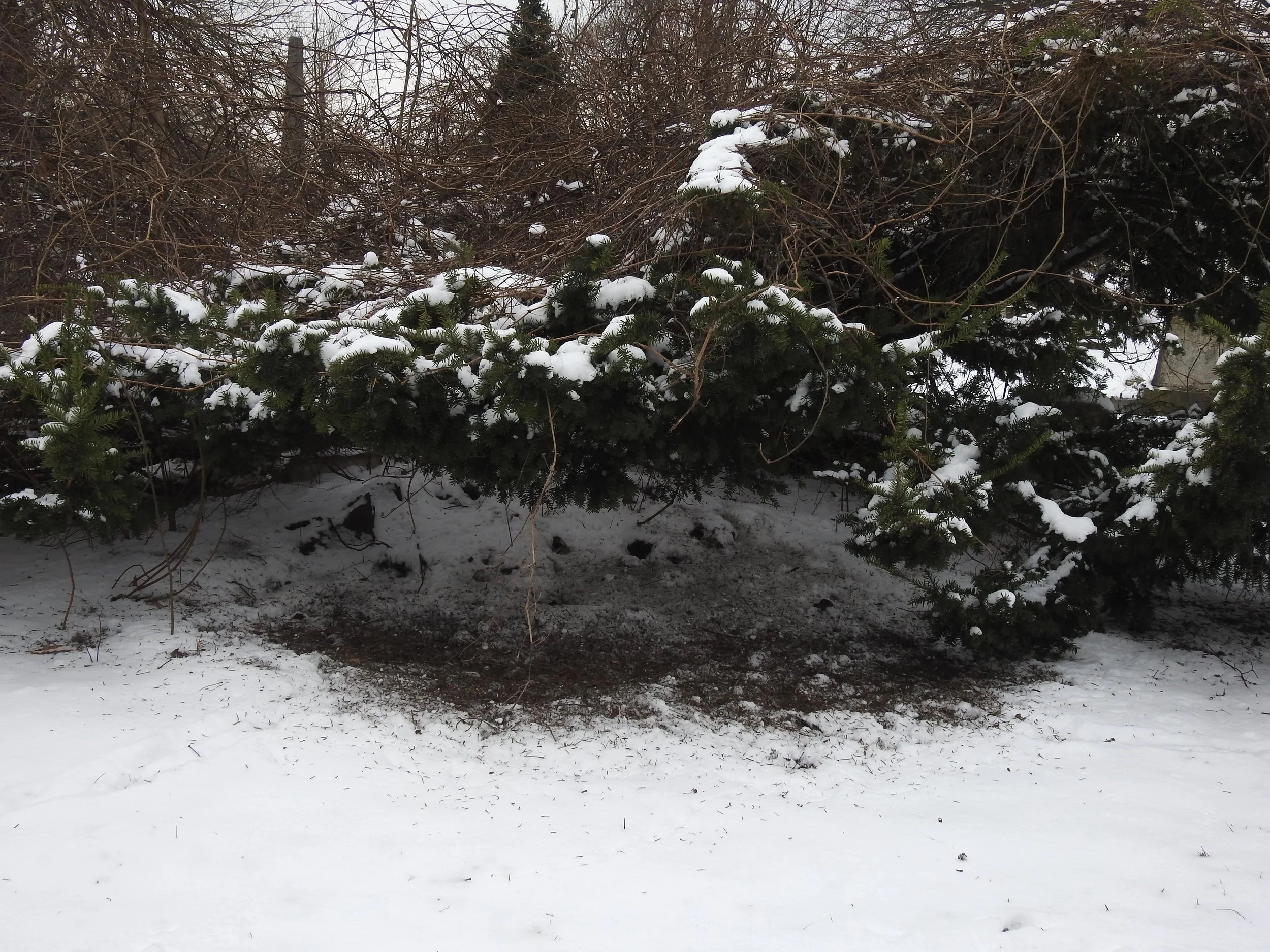 This is the bush with all those birds. Underneath the dirt has been scratched up and mixed with snow by sparrows and other ground birds as they look for food. Photo taken at The Woodlands by Toribird.