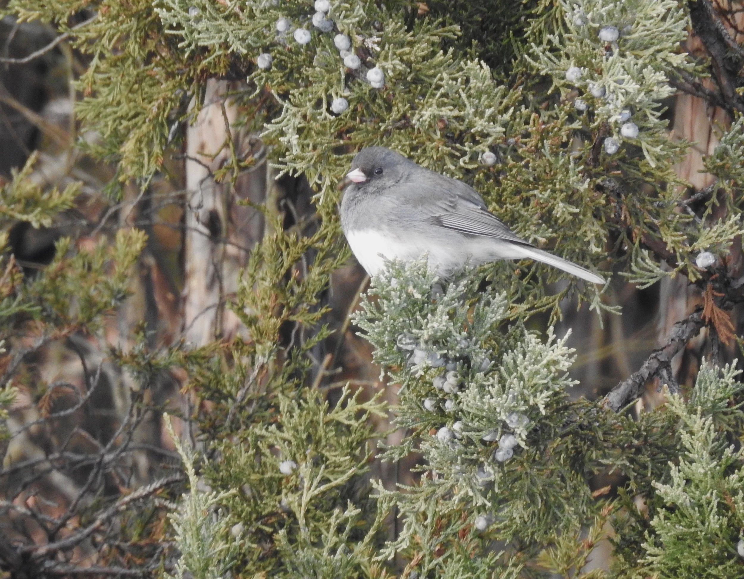 Dark-eyed Juncos (Snowbirds) are still around, but will fly back north soon. Picture by Toribird.
