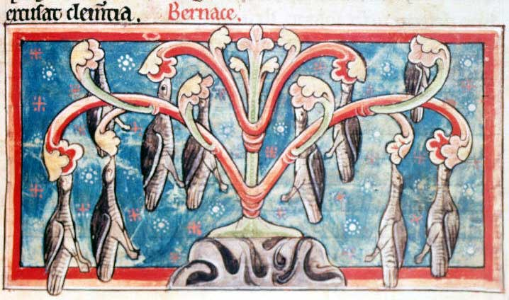 A depiction of Barnacle Geese 'sprouting'. Copyright David Badke; http://bestiary.ca .