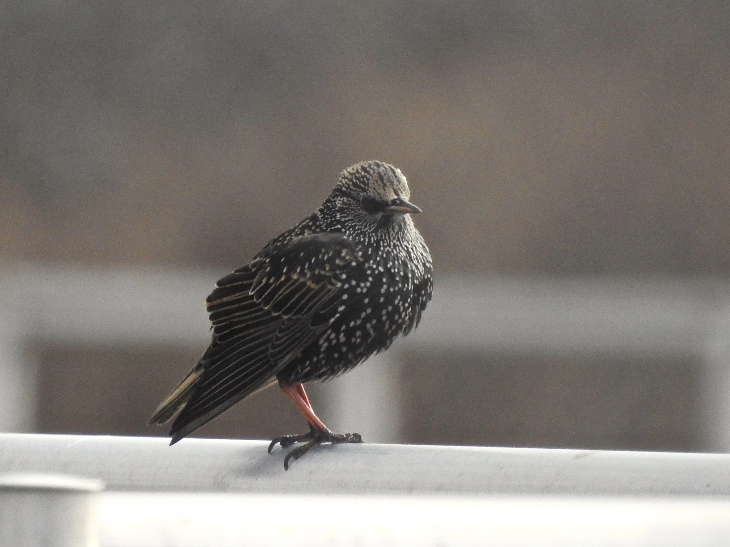 Adult starling, picture by Toribird