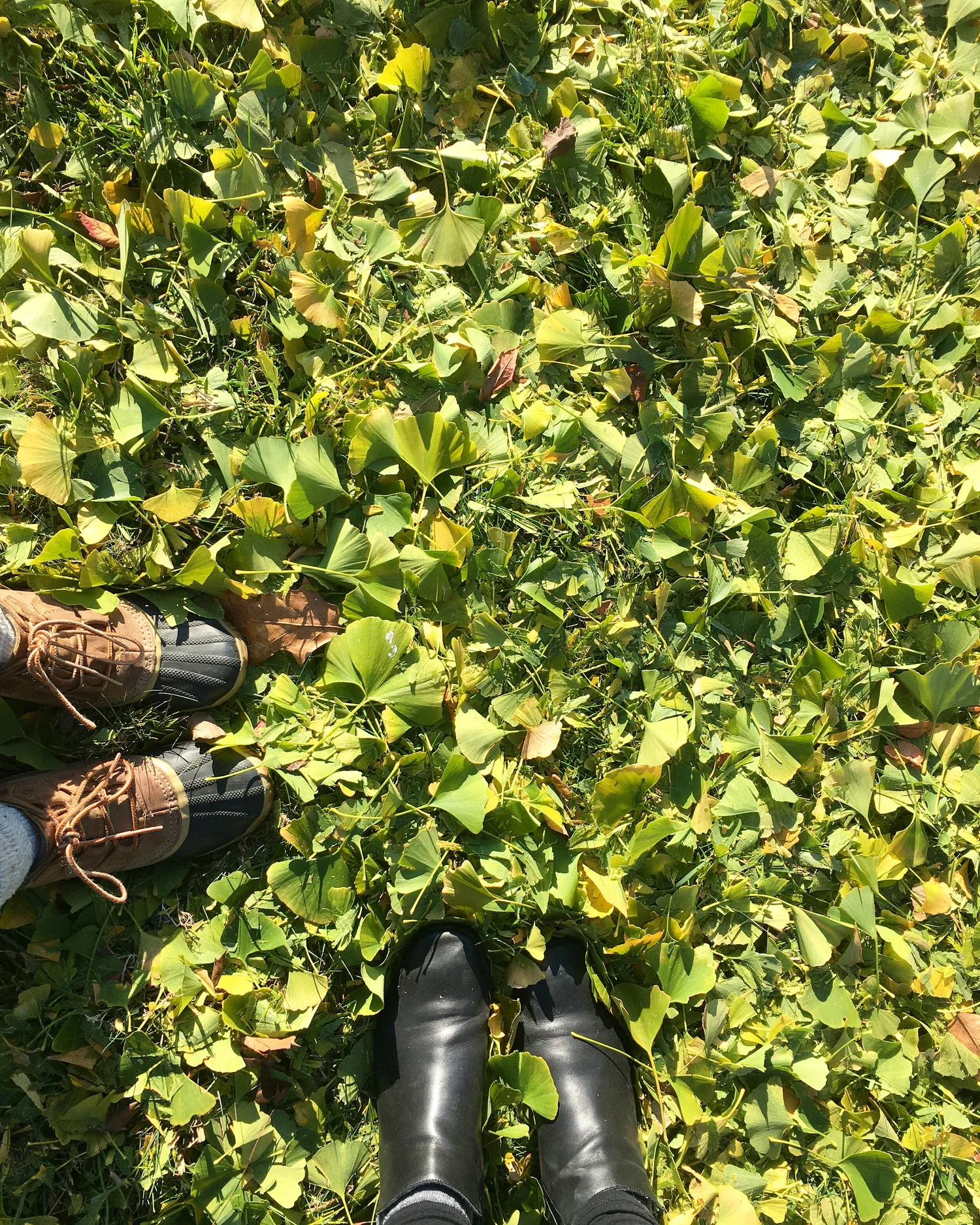 Roots Of The Ginkgo — The Woodlands