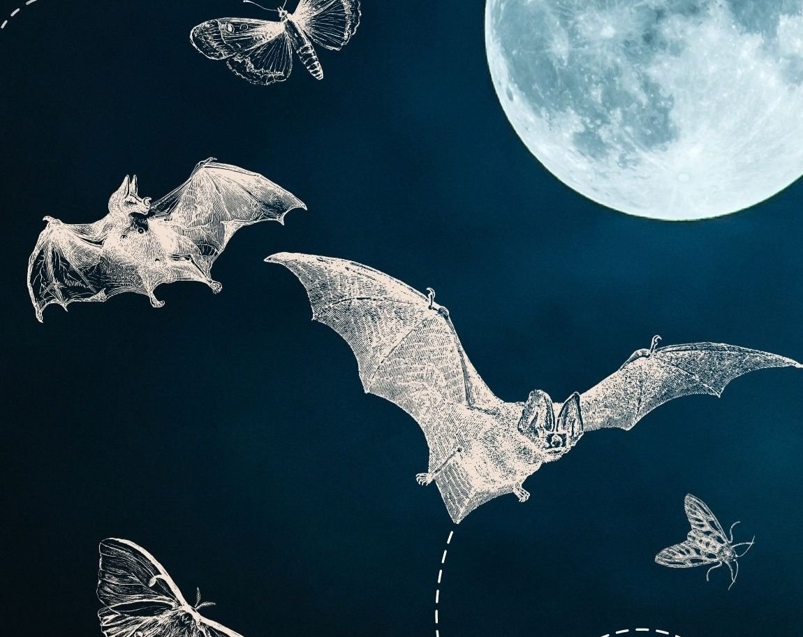 *POSTPONED* Nature Nights: Bat Night