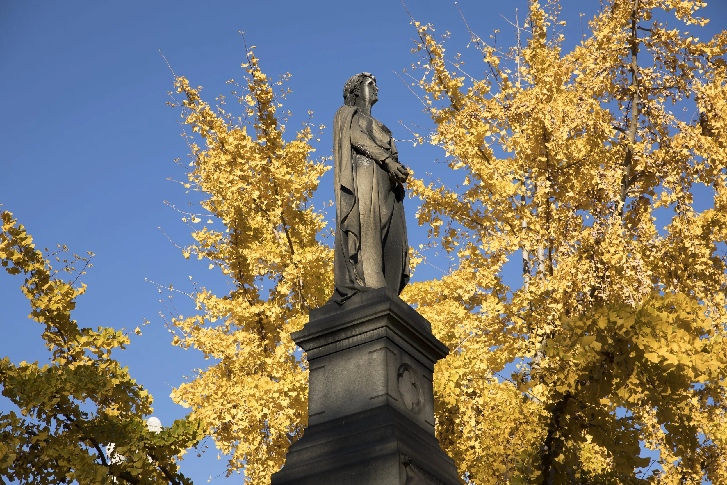 Ginkgo Watch 2025