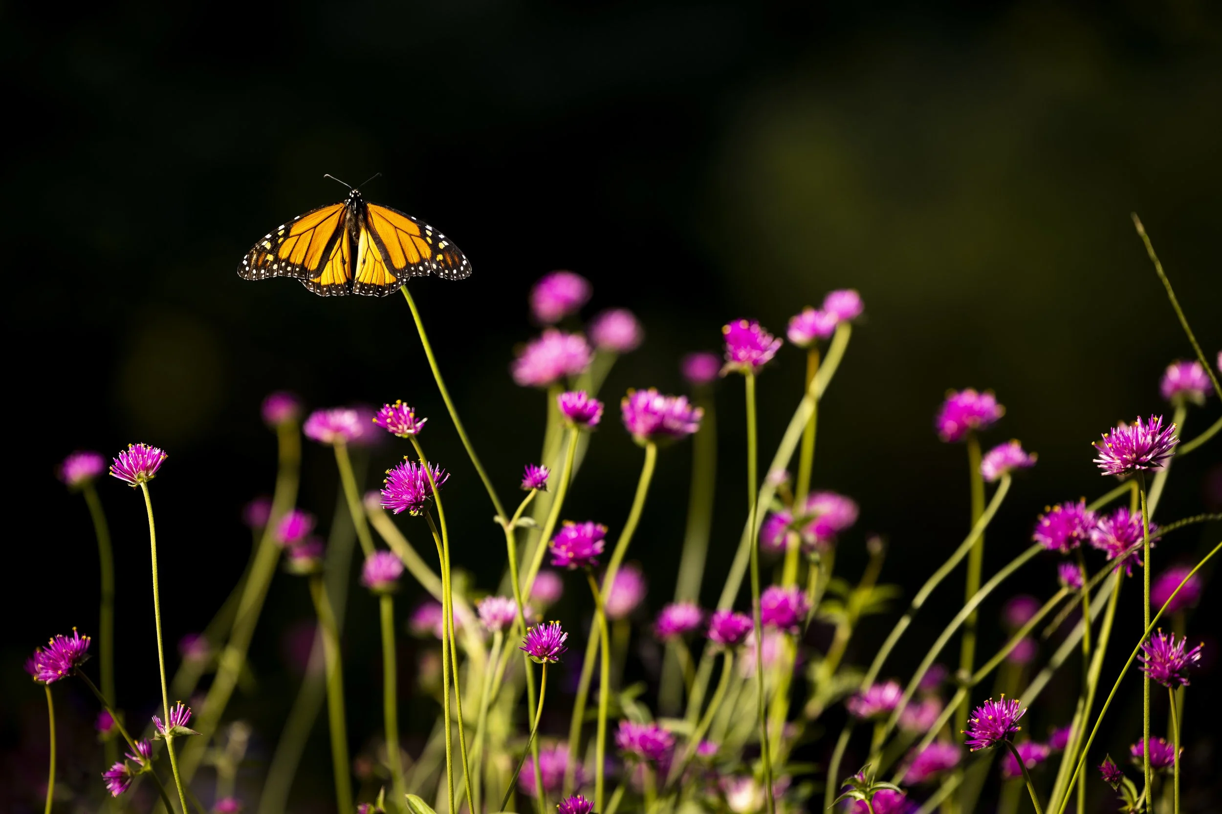 [CANCELLED DUE TO RAIN] Nature Nights: Pollinator Night