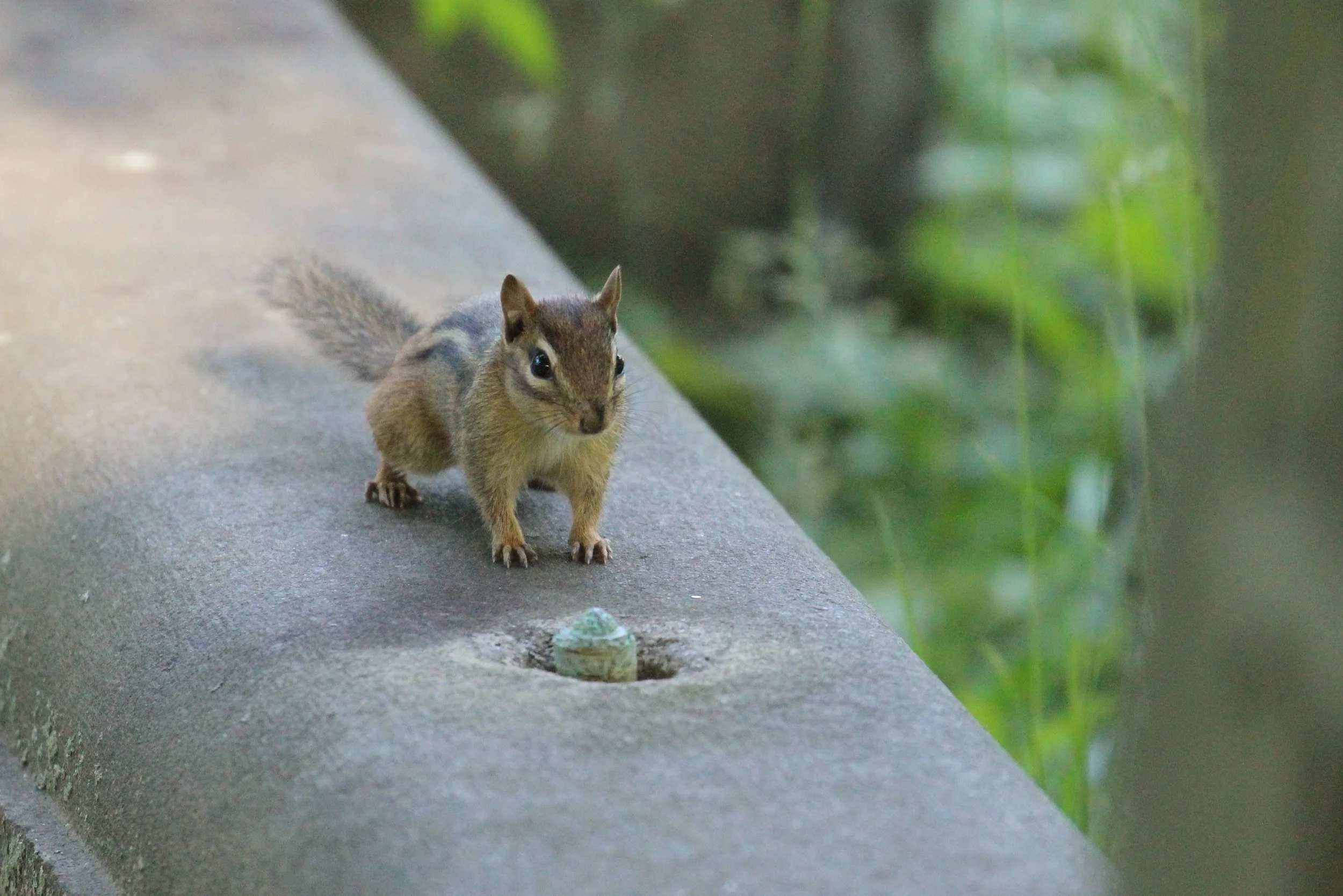 NOW 4/27: Bio Blitz with Green Philly