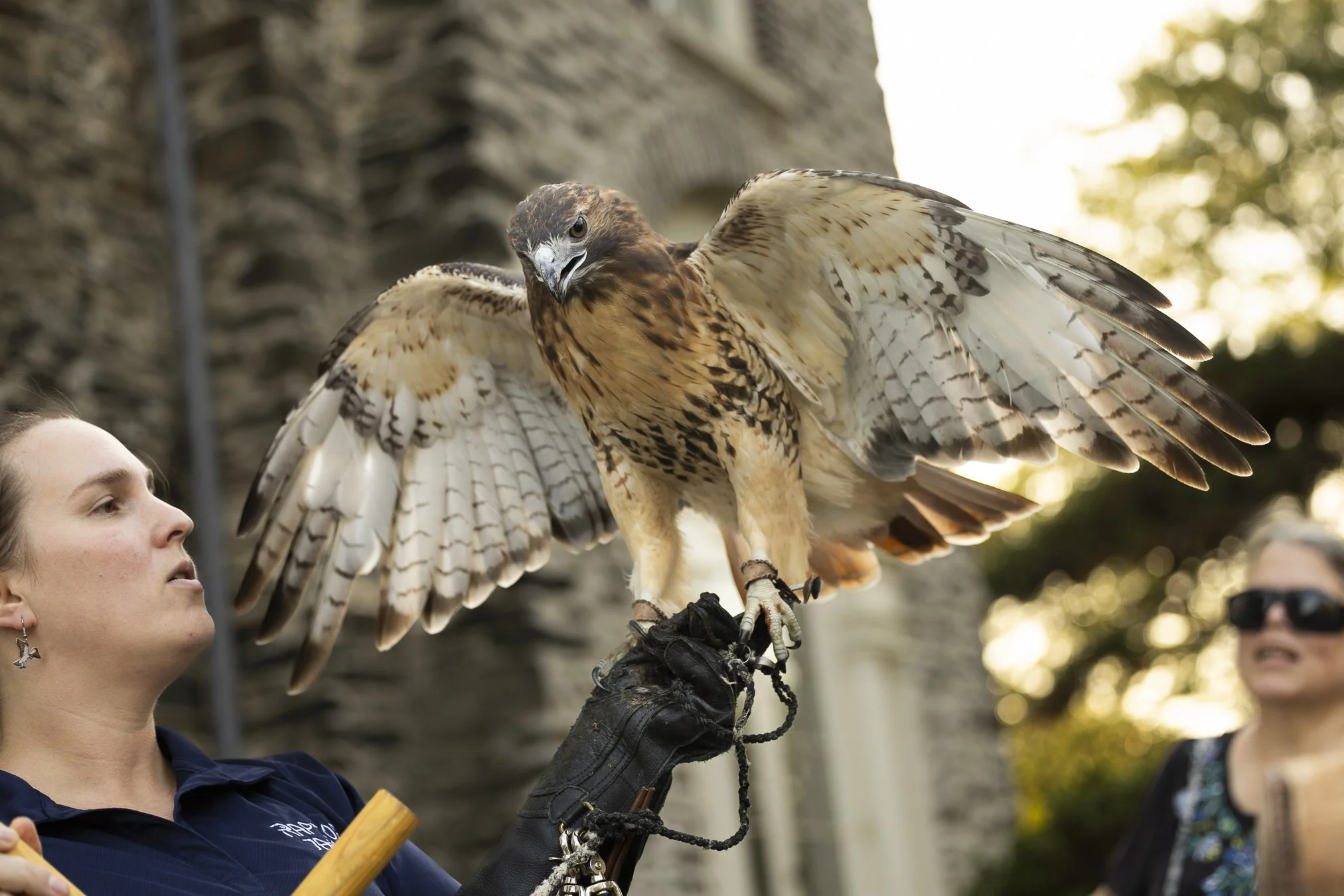 Nature Nights: Raptor Night