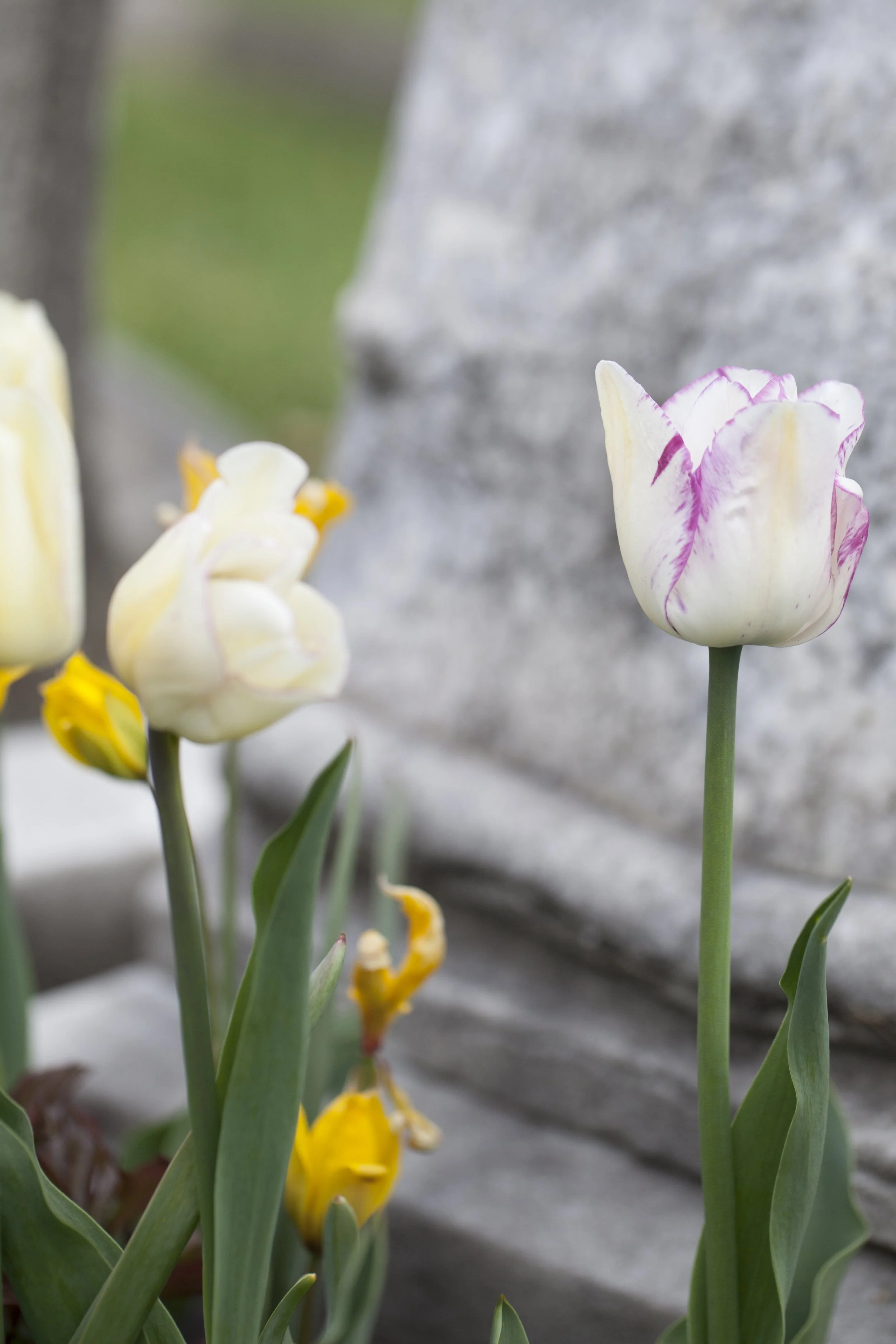 Bulb Planting Day & Potluck Brunch