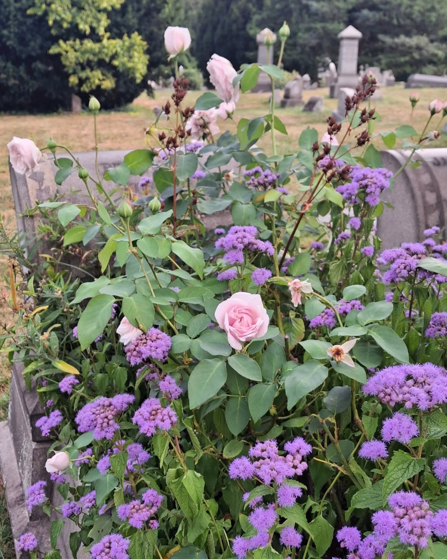 square @cemetery_seen.jpeg