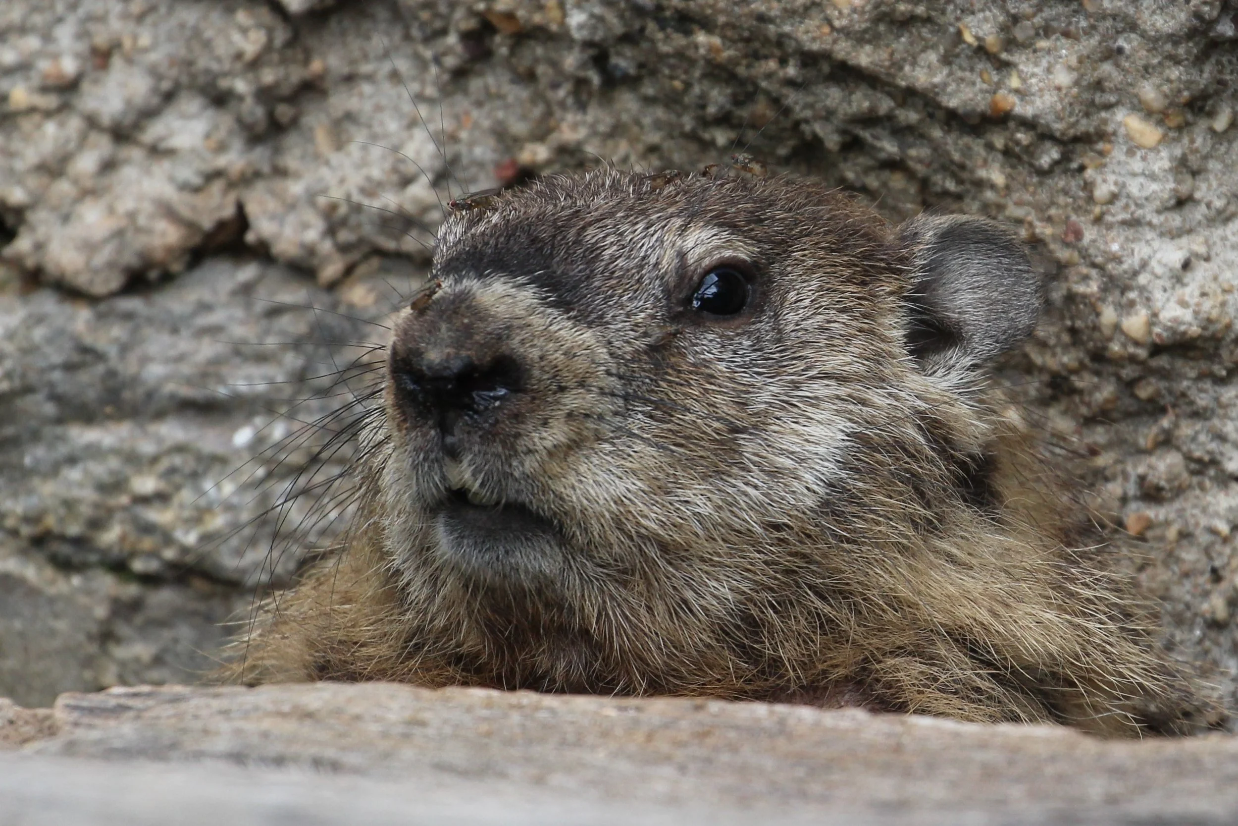 "A Hole New World" Groundhog Tour