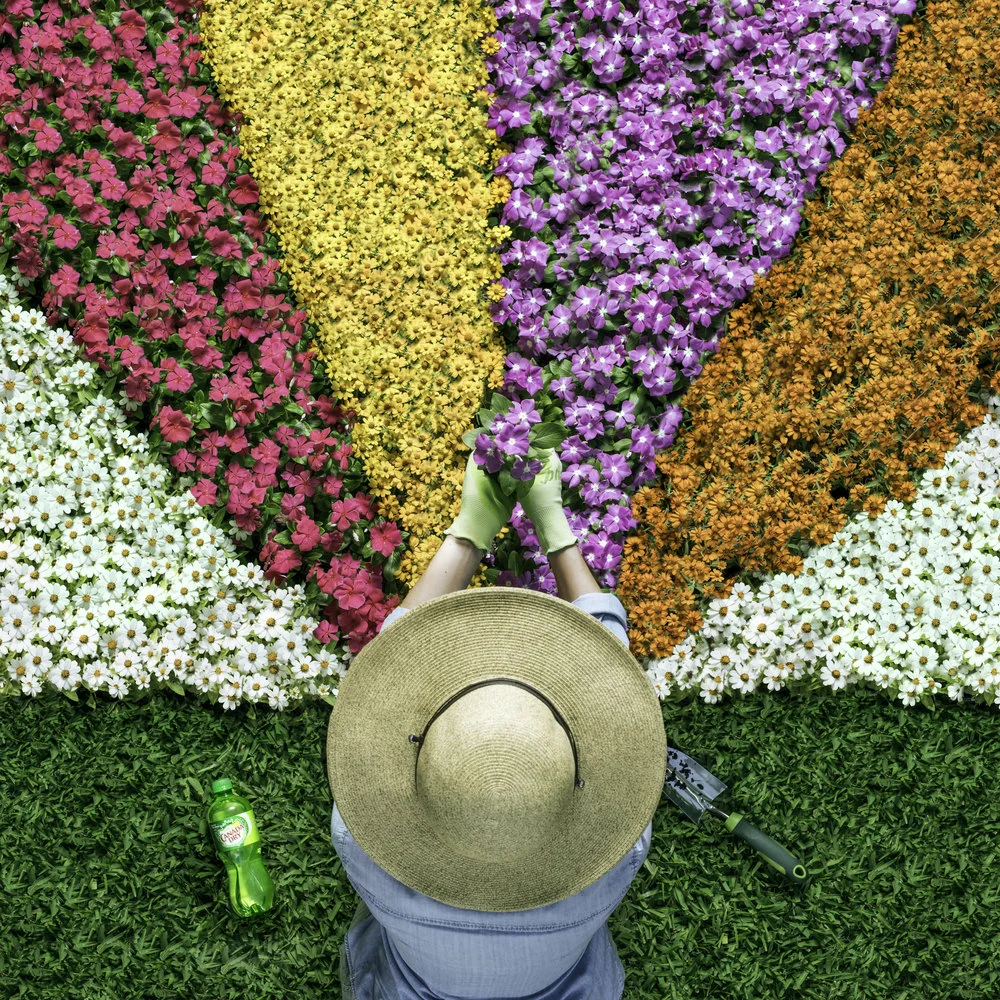 canada+dry+-+flowers-17+copy+copy+small.jpg