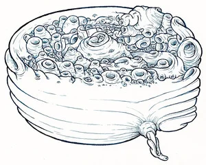 Soft Barnacle Wheel