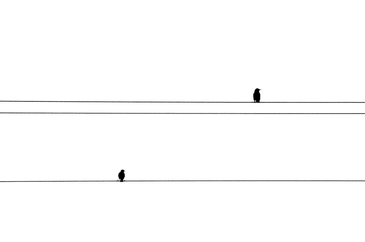 twobirds.jpg