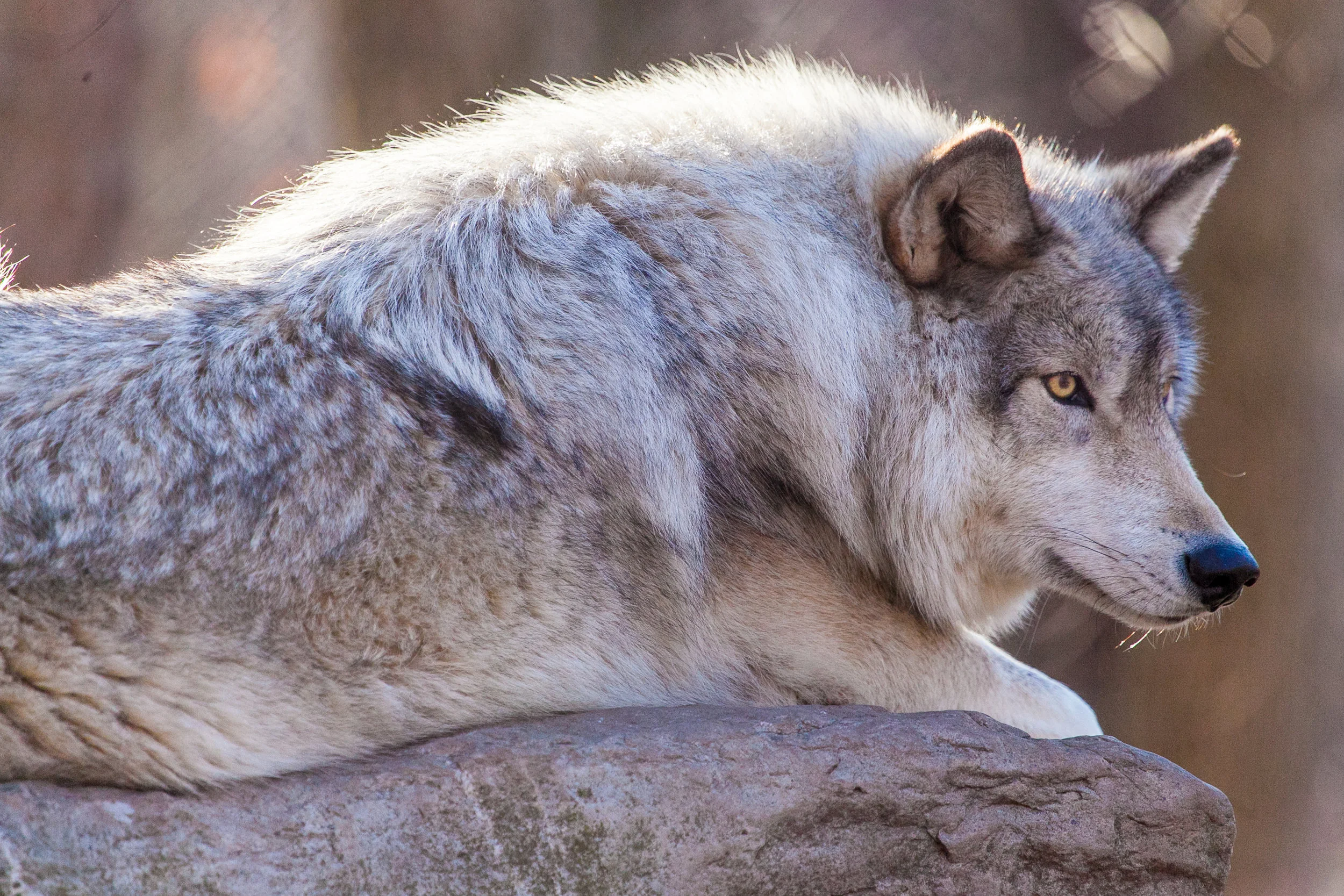 Lakota Wolves 2017-3.JPG