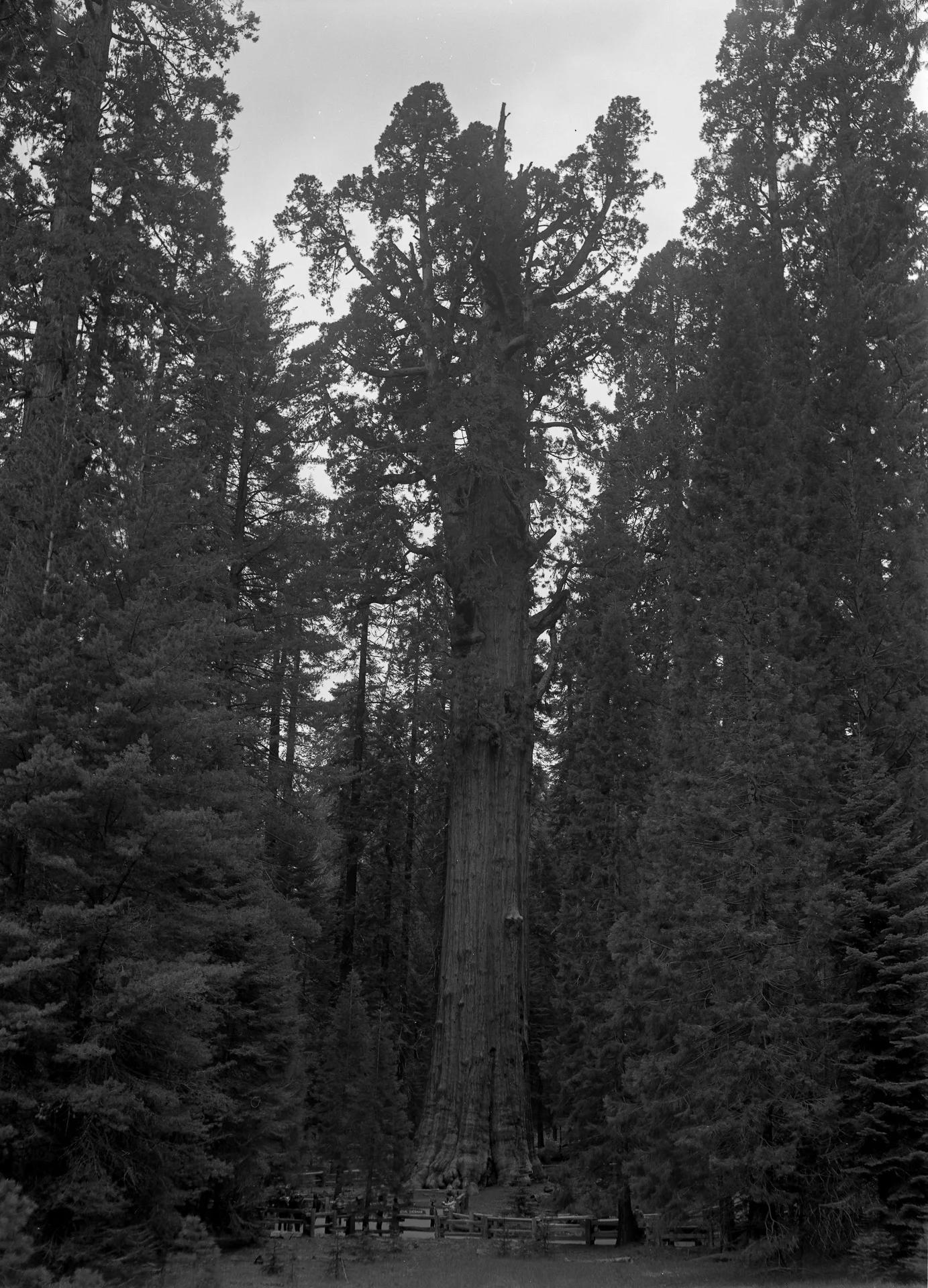 The General Sherman Tree, Sequoia National Park
