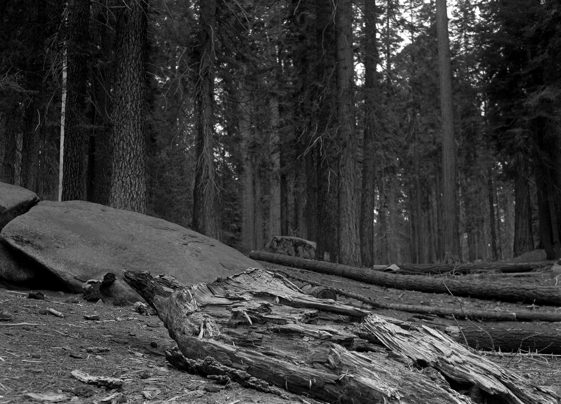 Forest Floor, Seqouia National Park