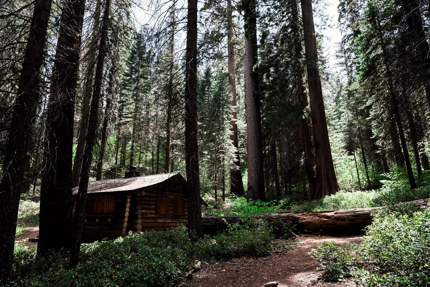 Historic Cabin nestled among the Giant Sequoia of the Merced Grove in Yosemite National Park.