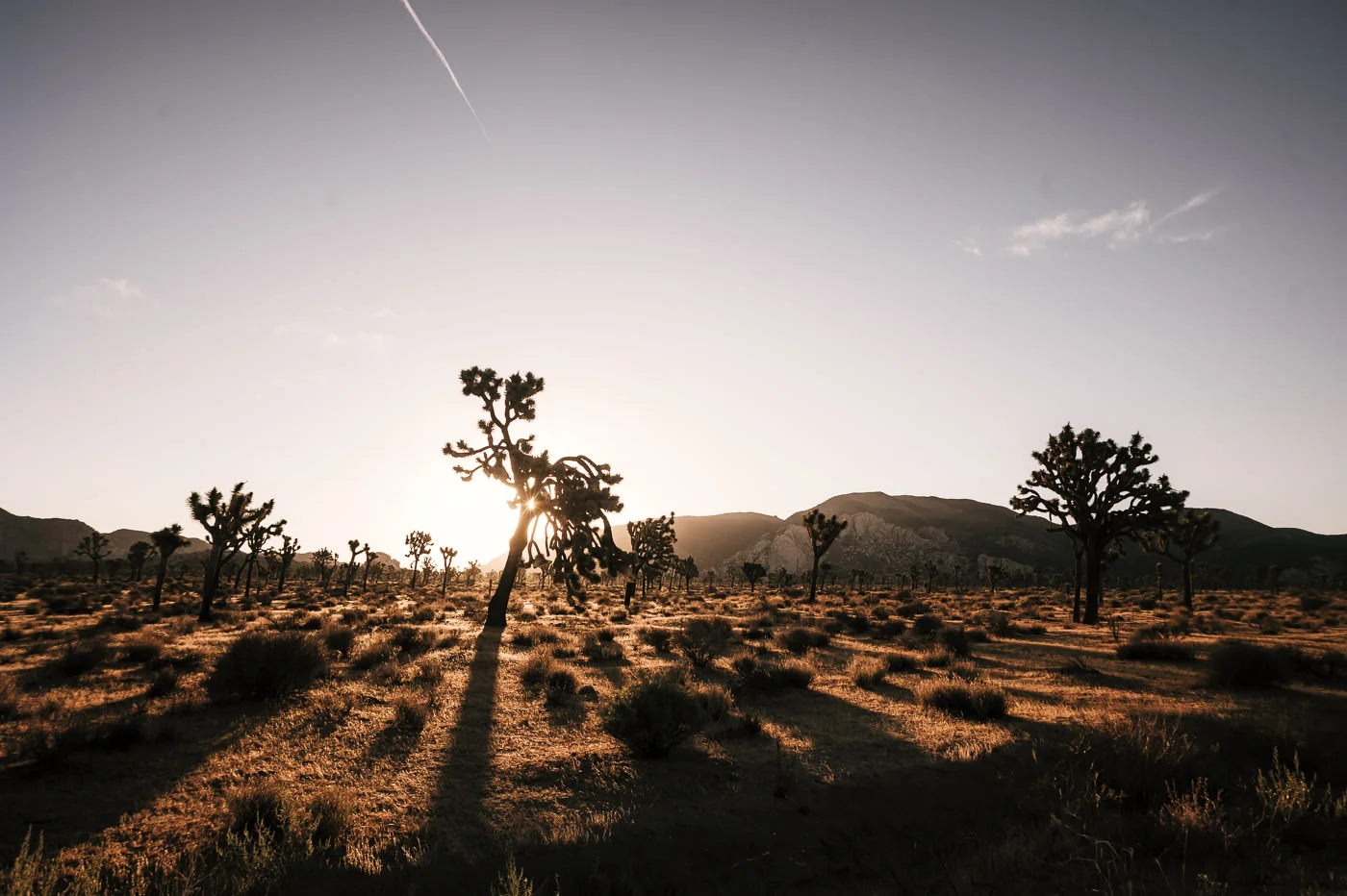 Joshua Tree's sunrises are one of the main reasons people elope here from all over the world.