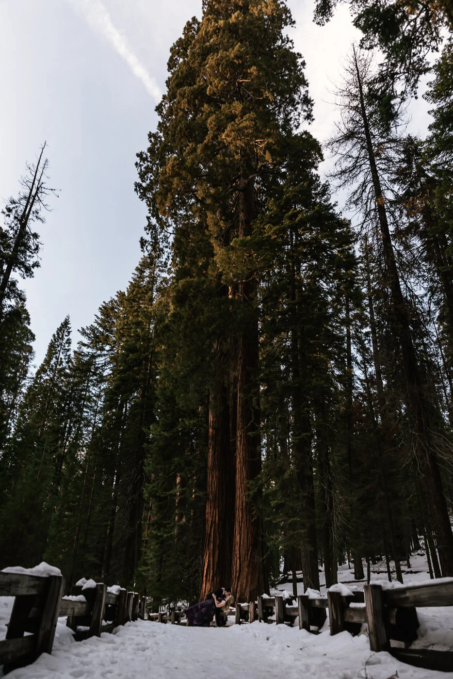 sequoia-california-elopement-destination-package.jpg