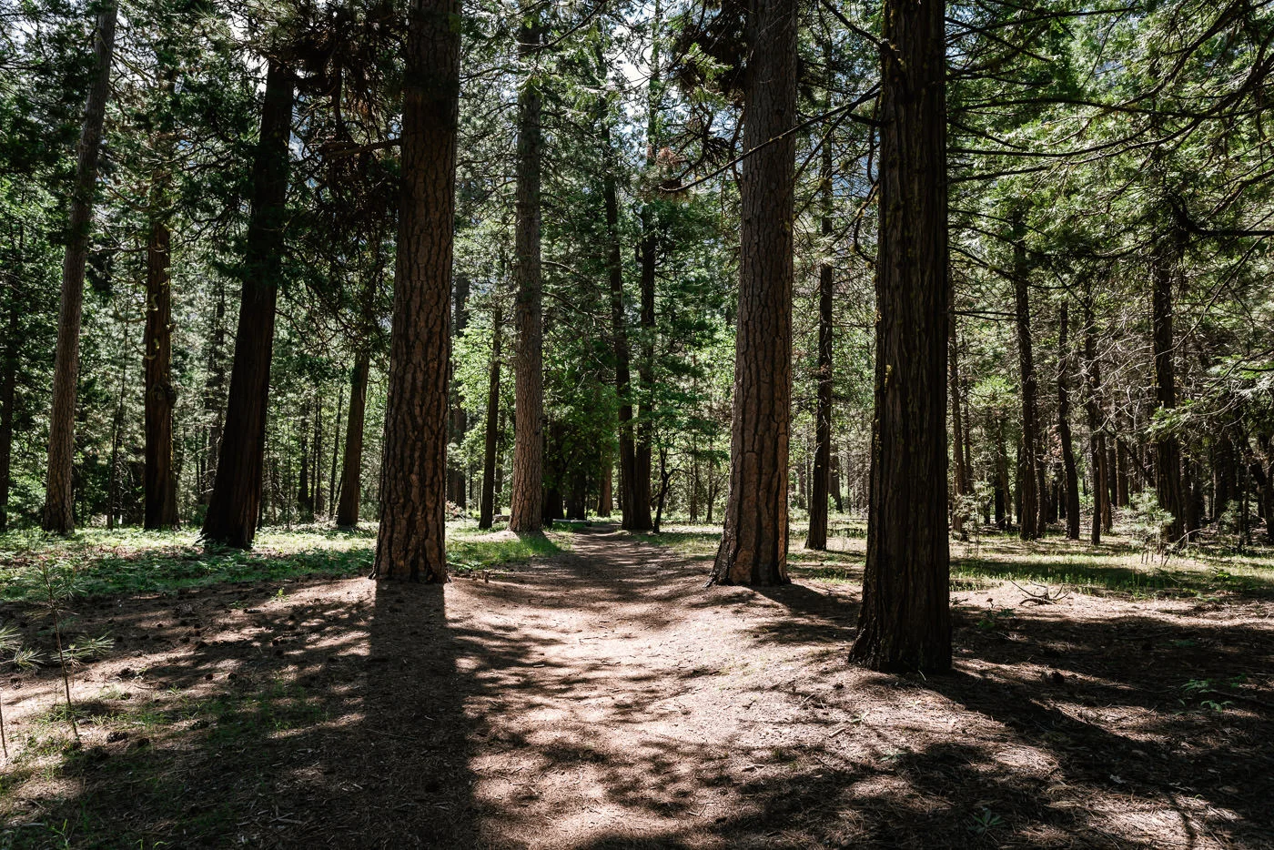 woods-cathedral-beach-ceremony-locations-elope-yosemite-national-park.jpg