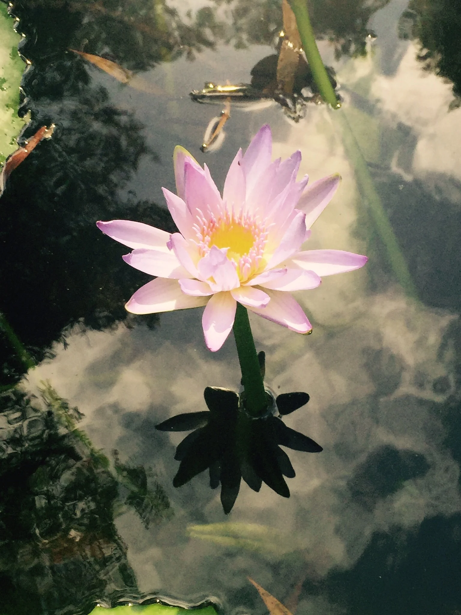 lotus.jpg
