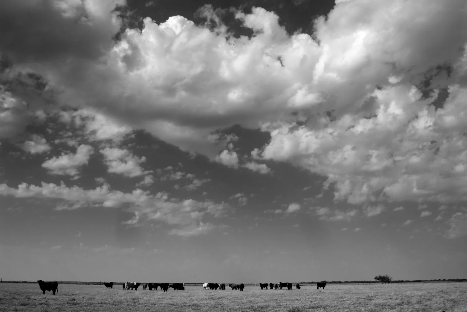 Cows