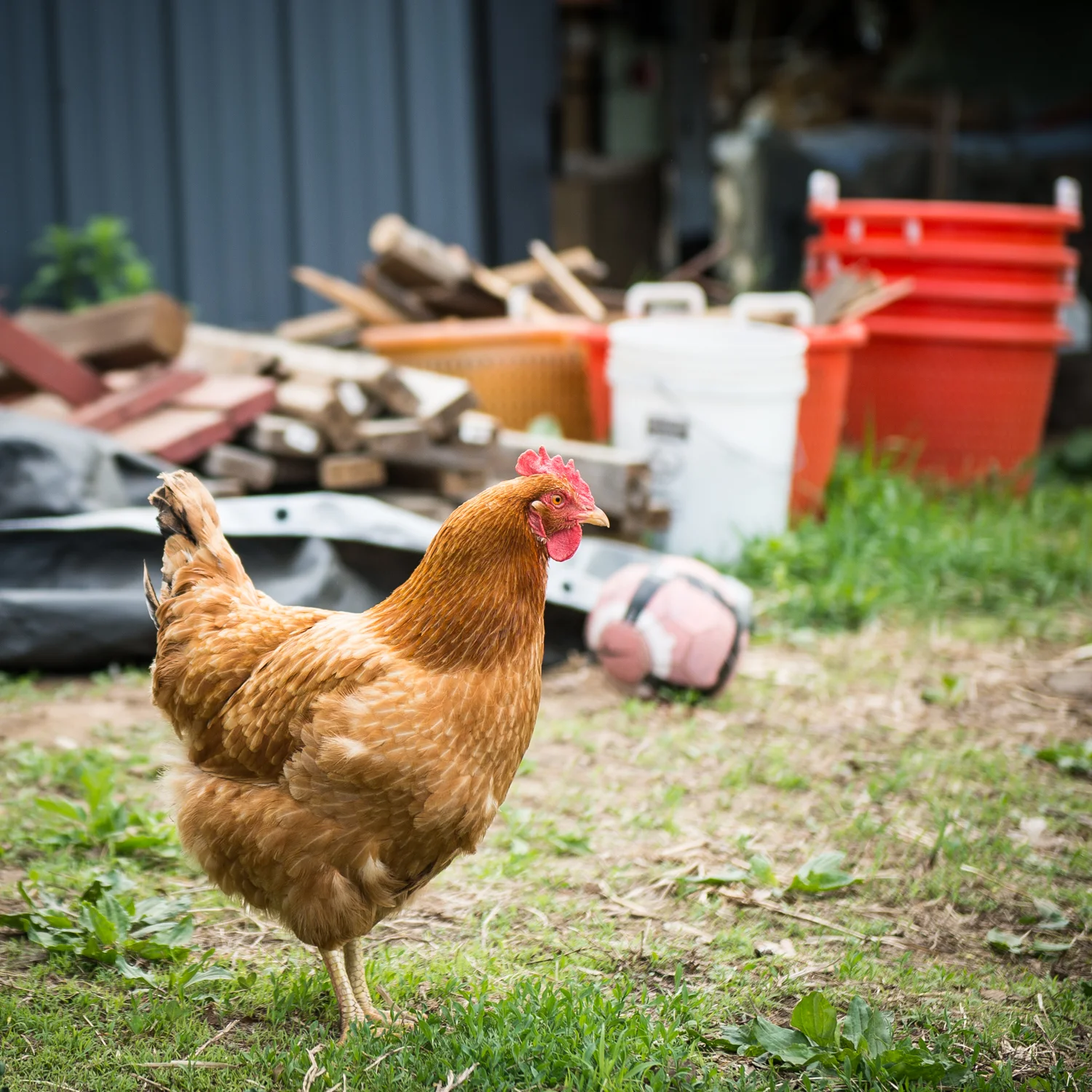 Farm-7.jpg