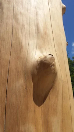 Peeled log