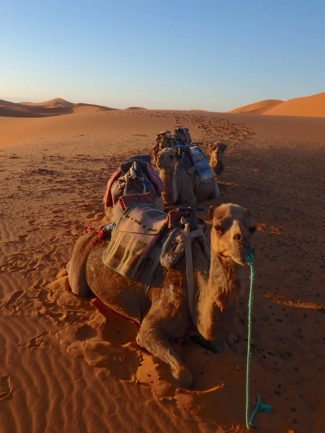 Our camels finally get a break.
