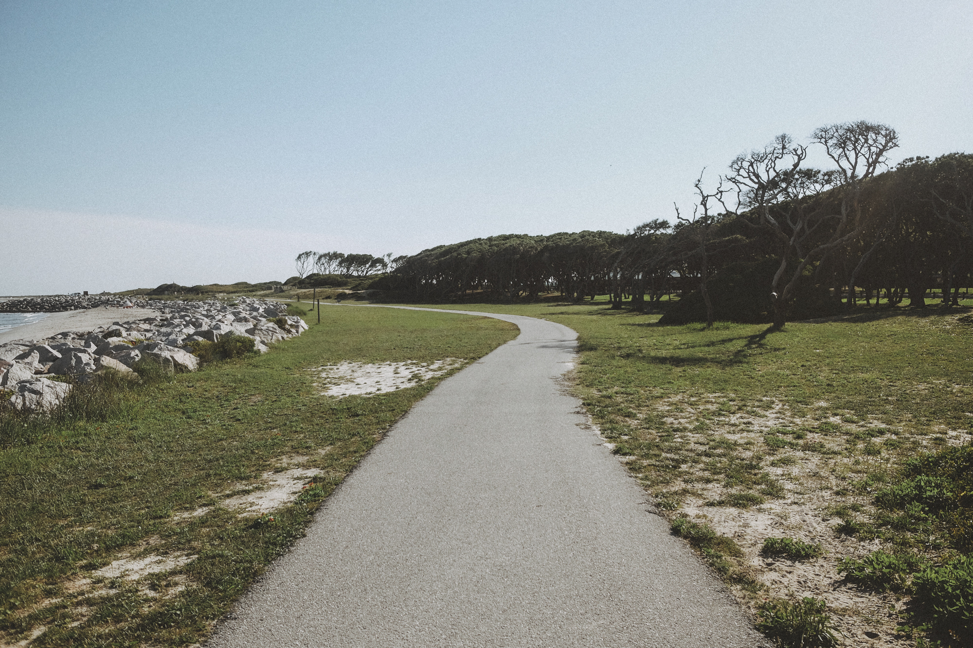 fort-fisher-trees-3.jpg