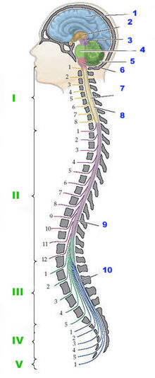 220px-Центральная_нервная_система-Central_nervous_system.jpg