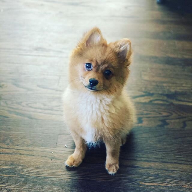 4 Months old today 🥳 #opheliapom #pomeraniansofinstagram