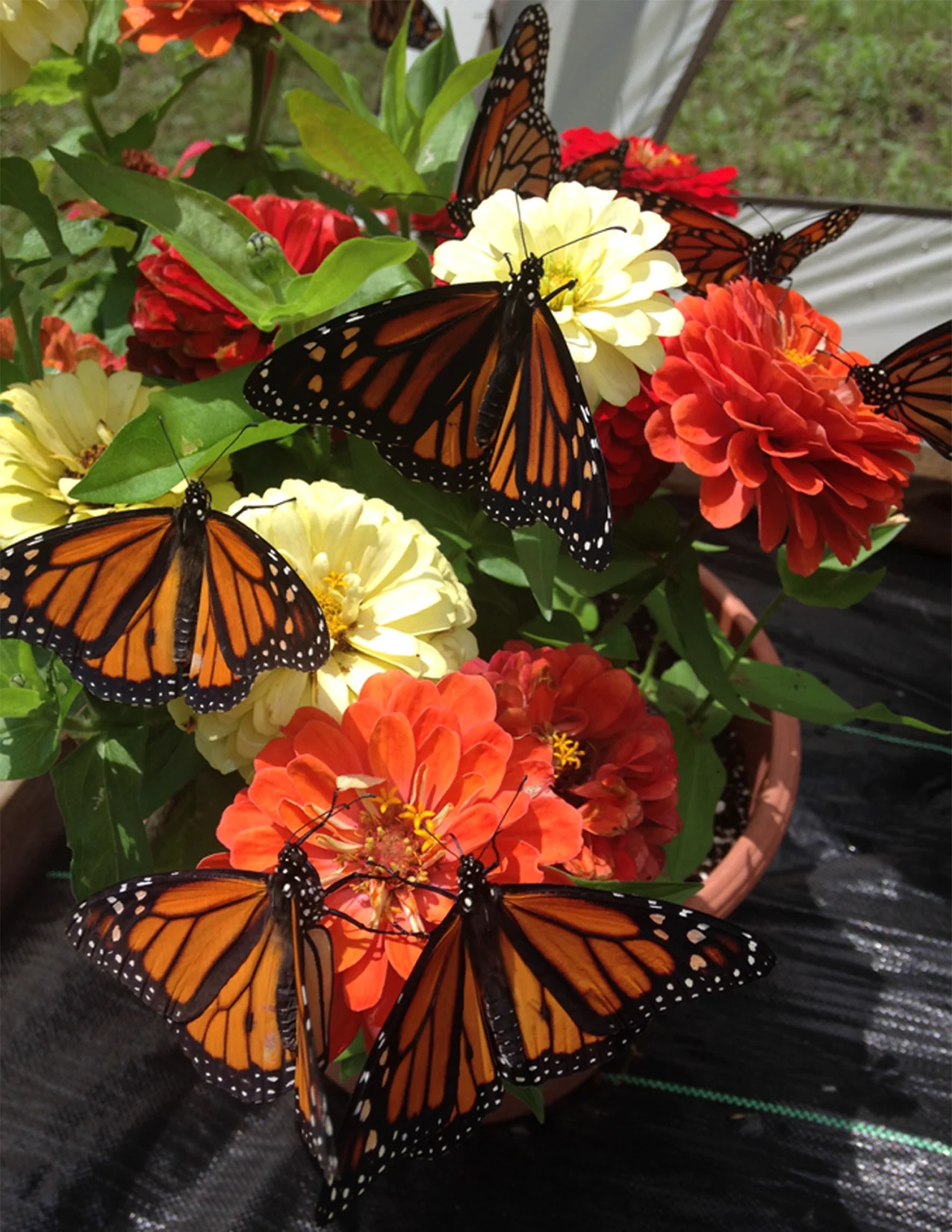 Butterfly Postcard Front copy.jpg