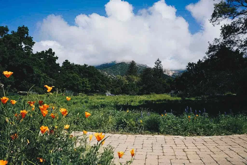 santa-barbara-botanical-garden-1.jpg