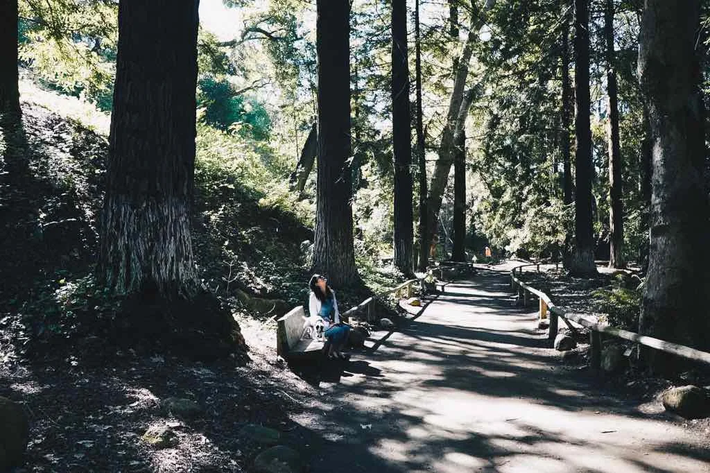 santa-barbara-redwood-trees.jpg