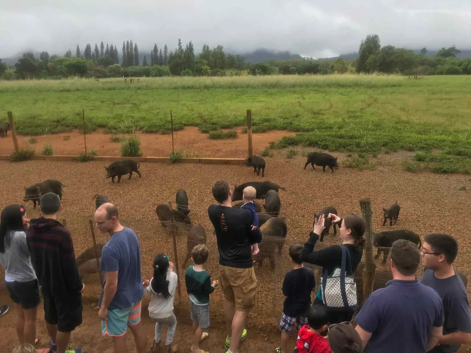 Kauai-Plantation-Railway-Pigs.jpg