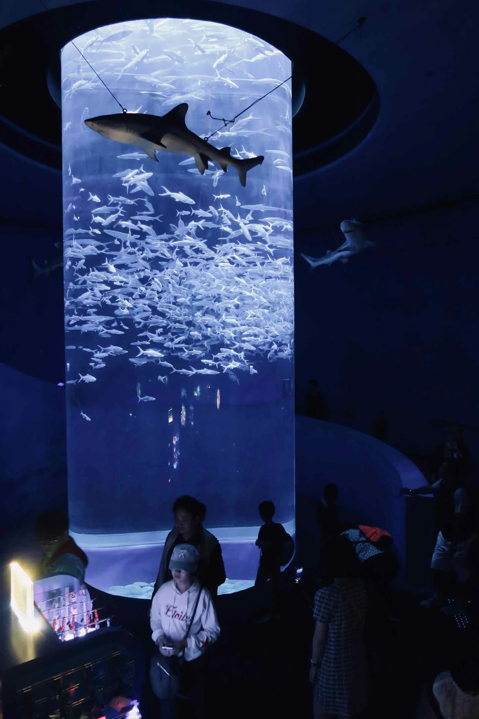 ocean-park-hong-kong-3.jpg