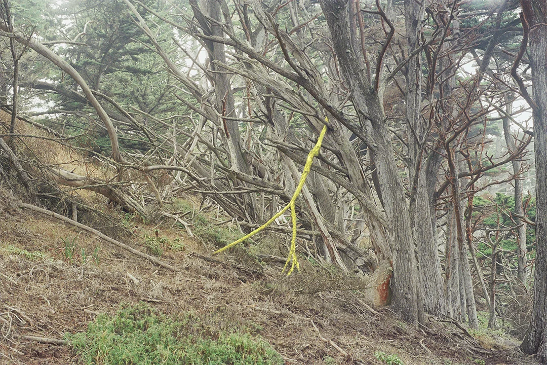 Fallen Branch / Monterey, CA