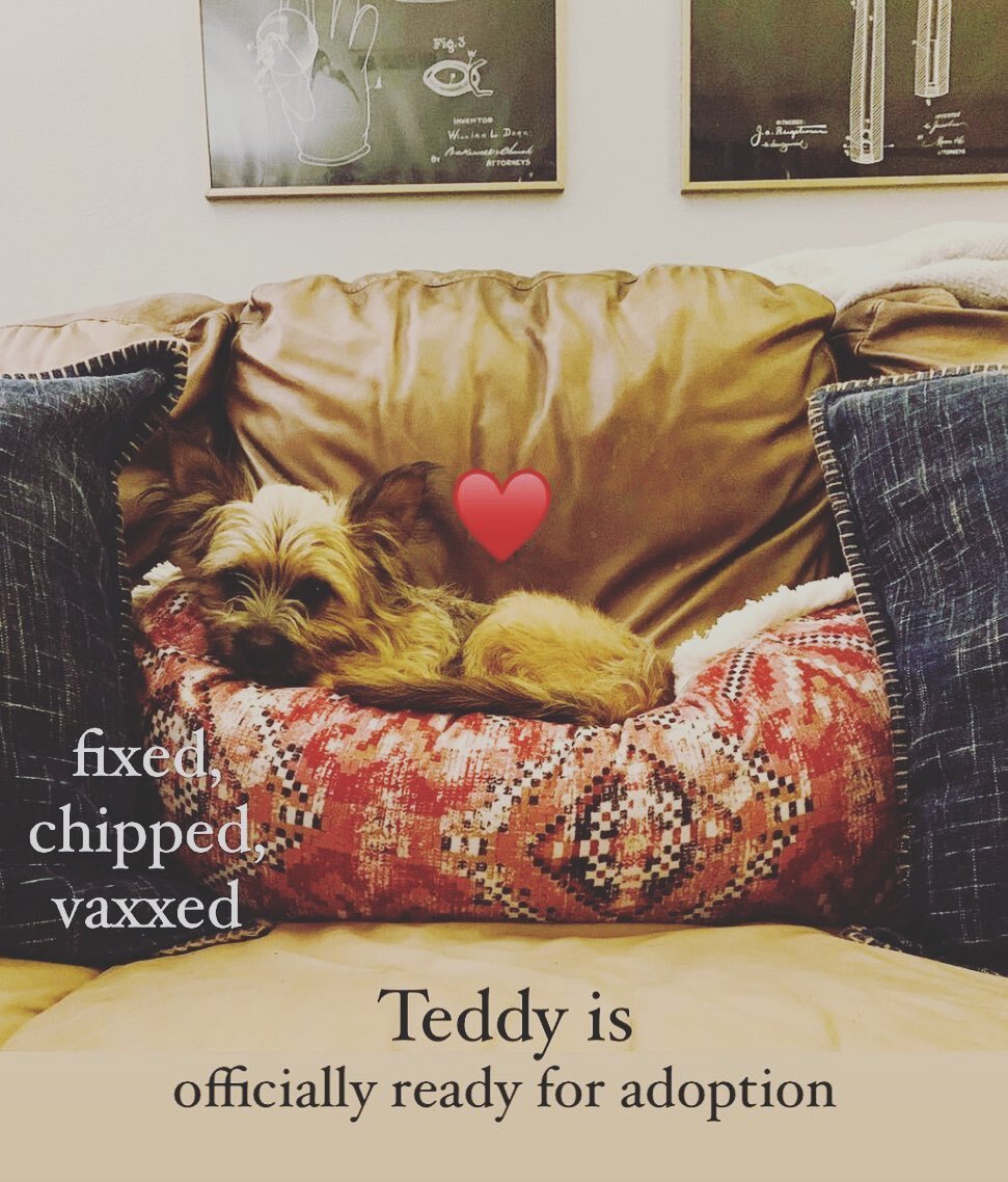 &hearts;️
This is Teddy. He was running around our neighborhood for about a week until he felt comfortable enough to come to us. We've been working with @savinghoperescue to foster and hopefully find him a forever home.

He is young, full of energy, 