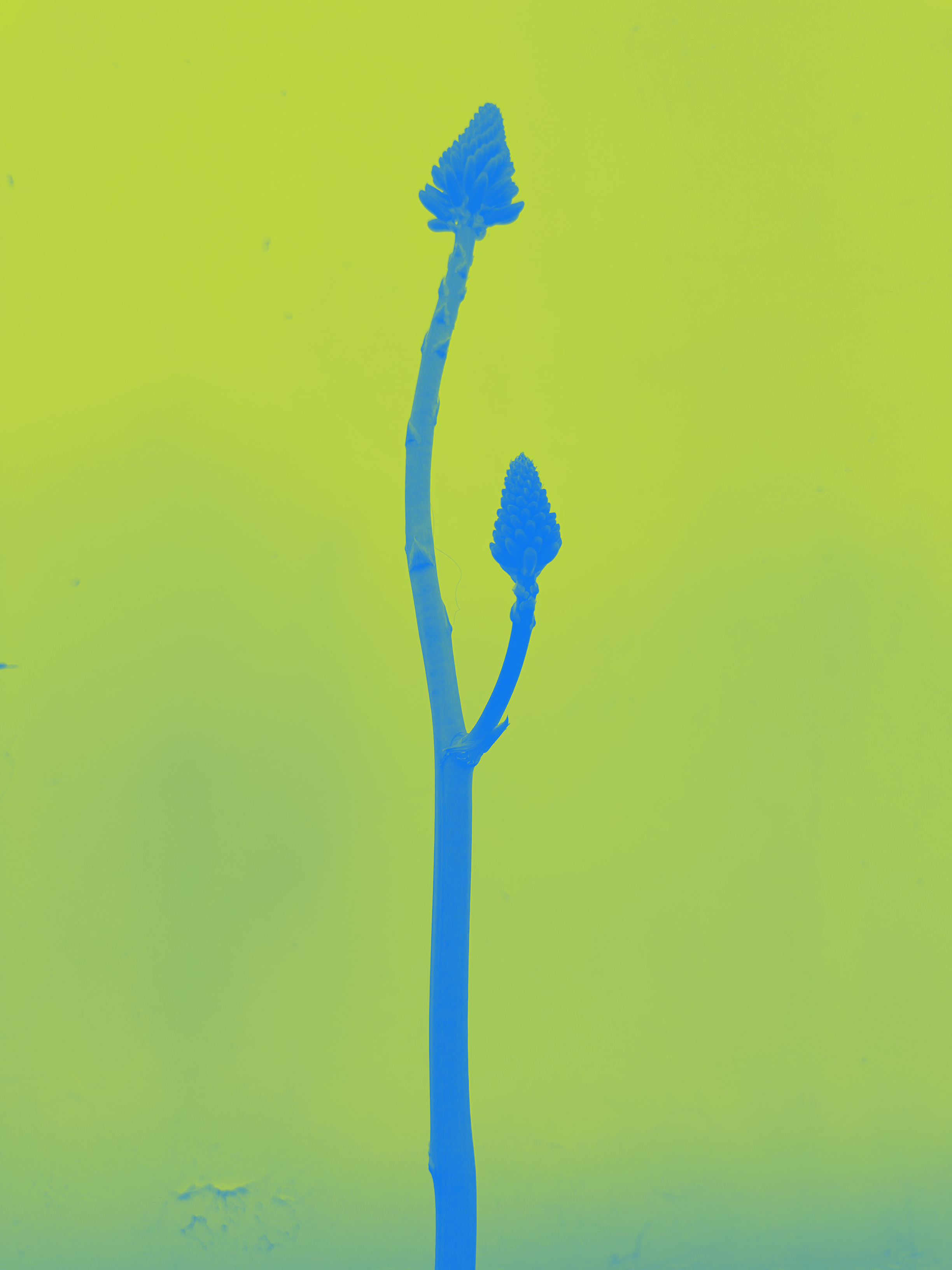 Duo Tone Blue Green.PNG