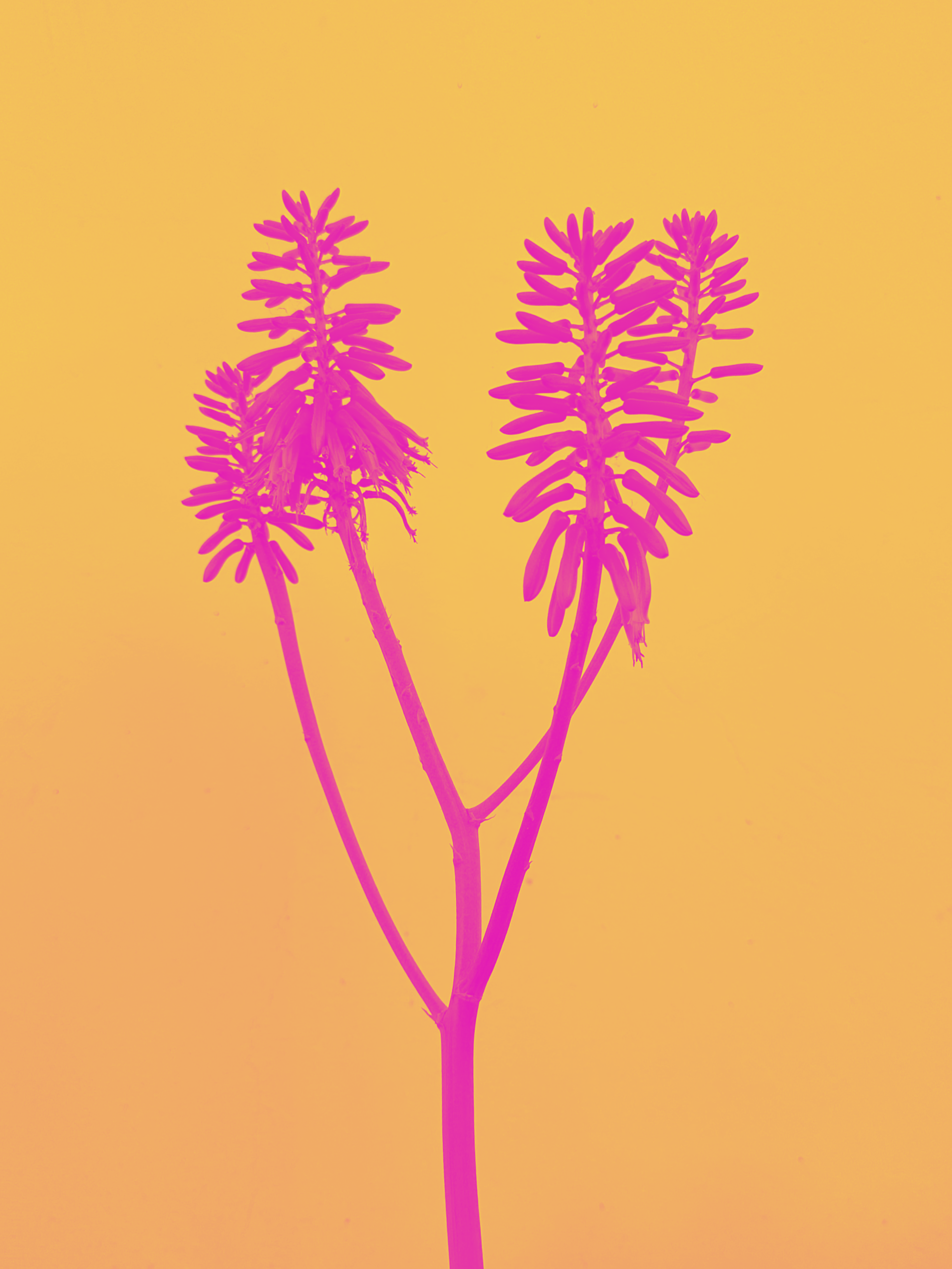 Duo Tone Pink Orange.PNG